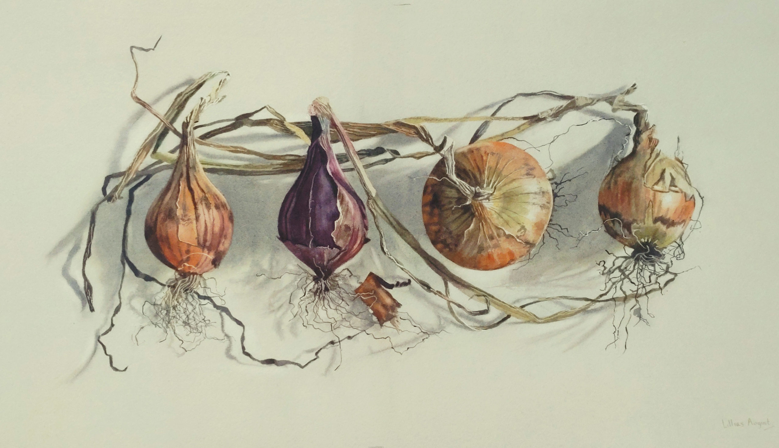 Four onions 26.5 x 47.5cm