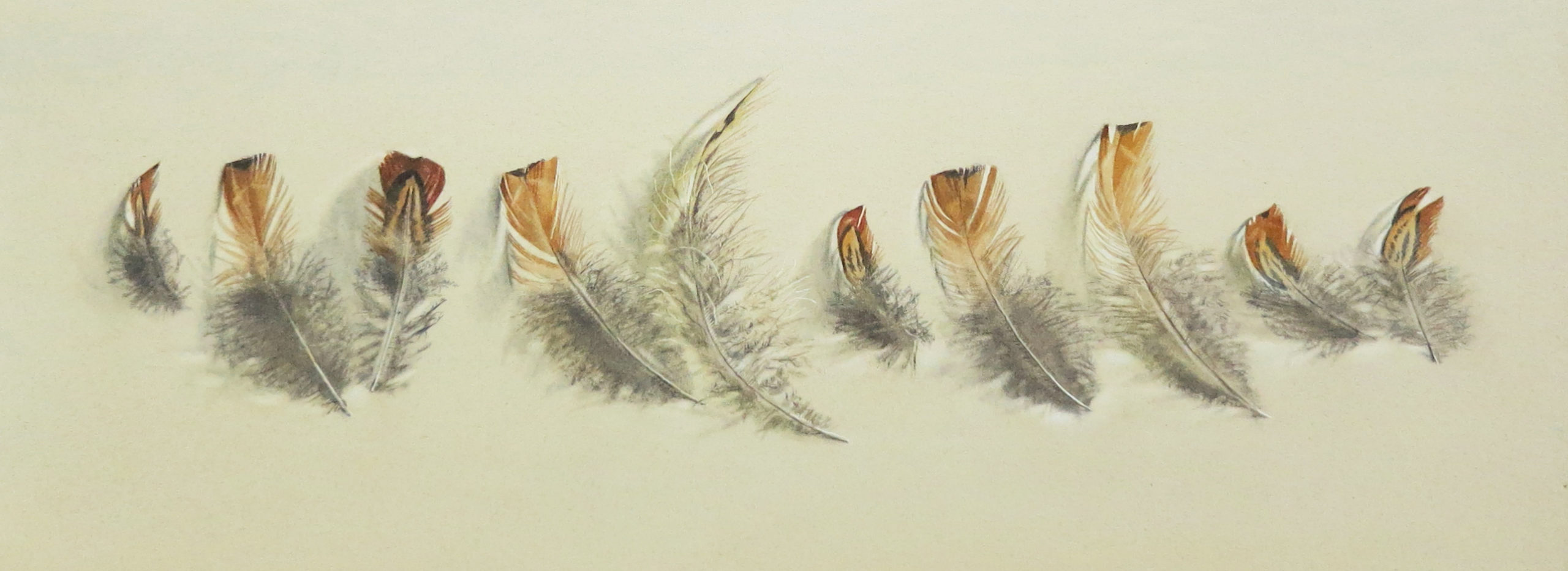 Messy feathers 17.5 x 51cm
