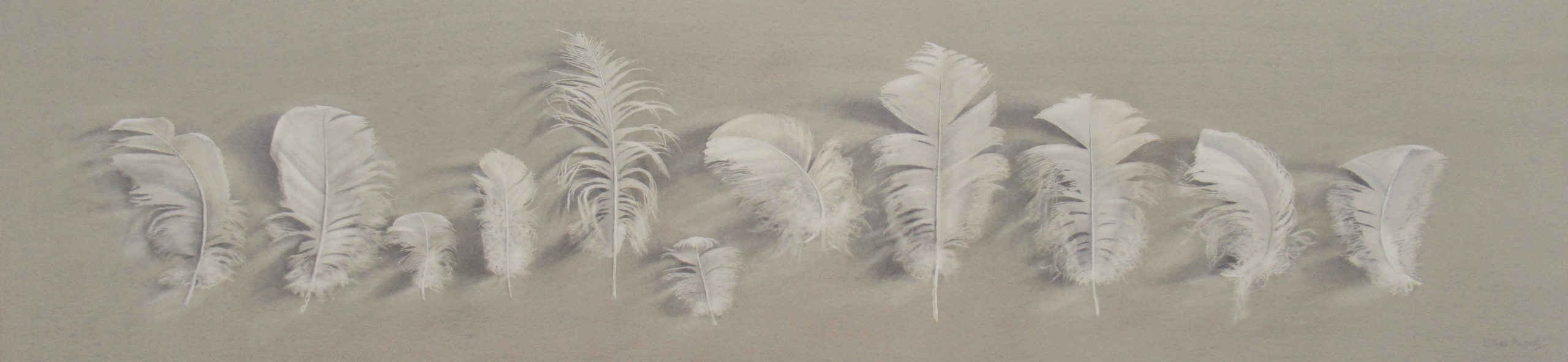 Swans' feathers 22 x 96cm