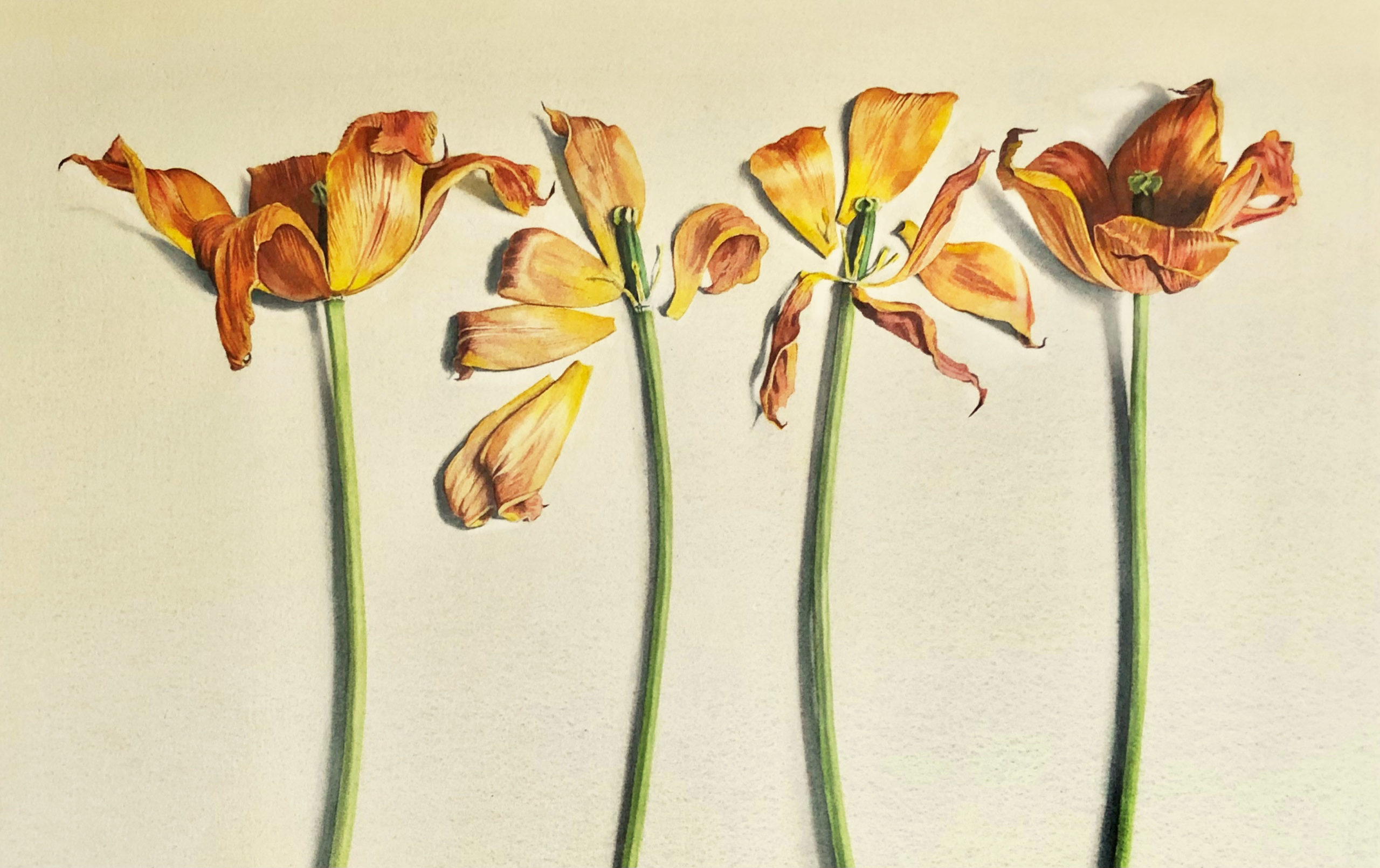 The tulips are over 37 x 58cm